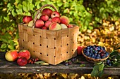 Apples and damsons in a basket
