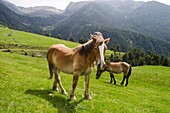 Tor Valley is located at the LAlt Pirineu Nature Park  Lleida  Catalonia, Spain