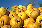 Pile of pumpkins from fall harvest and a few flies in the perfect blue sky day, Midwest USA