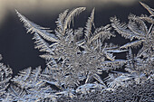 Star-shaped frost traceries are growing on a window.