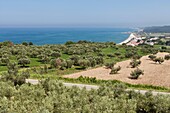 Landscape with Olive Trees and Sea, Abruzzo, Italy