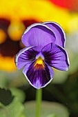 Wishbone Flower, Torenia fournieri