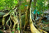 Laos, Ban Na Hin  Typical native trees and vegetation in woodland in the jungle near Ban Na Hin in Laos