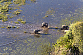 African Elephant (Loxodonta africana), Aerial View of the Okawango Delta, Botswana.
