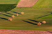 Aerial view of trees casting the shadow on the land, Mallorca lands, Balearic Island, Spain.