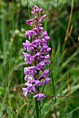 Fragrant Orchid, Gymnadenia conopsea, Isere, France.
