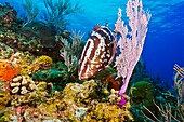 Nassau grouper, Epinephelus striatus, hunting for a reef fish prey, camouflaging itself as a part of sea fan, Bloody Bay Wall, Little Cayman, Cayman Islands, Caribbean Sea, Atlantic Ocean
