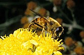 Bee Apis mellifera on yellow blossom