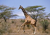 RETICULATED GIRAFFE giraffa camelopardalis reticulata, ADULT RUNNING THROUGH SAVANNAH, SAMBURU PARK IN KENYA