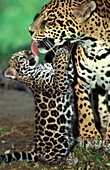 JAGUAR panthera onca, MOTHER LICKING CUB