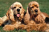 American Cocker Spaniel, Adults laying on Grass