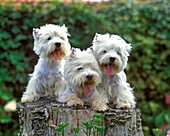 West Highland White Terrier, Adults standing on Stump
