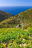 Vineyard near Groppo, Cinque Terre National Park, Province of La Spezia, Liguria, Italy