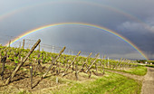 Rainbow over vineyards at Hunawihr. Alsace, France, Europe.