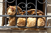 Cat on window, Montepulciano, Tuscany, Italy.