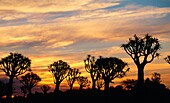 Namibia, Keetmanshoop, Quiver trees, sunset,