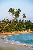 Sri Lanka, Unawatuna, beach, palms,