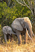 mother elephant with young in queen Elizabeth national park, Uganda