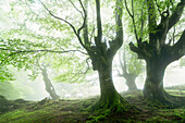 Beech forest trasmocha the Gorbea Natural Park, acquire a characteristic shape of candlestick product of cutting the trunk at a height of 2 to 3 meters, the systematic cutting of its branches for use in the manufacture of charcoal.