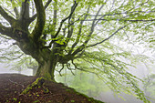 Beech forest trasmocha the Gorbea Natural Park, acquire a characteristic shape of candlestick product of cutting the trunk at a height of 2 to 3 meters, the systematic cutting of its branches for use in the manufacture of charcoal.