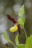 Close-up of ladys-slipper orchid (Cypripedium calceolus) blossoms in a forest in spring, Upper Palatinate, Germany