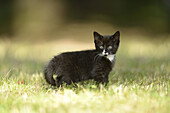 Close-up of a domestic cat (Felis silvestris catus) kitten on a meadow in spring