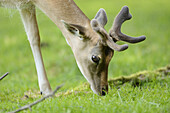 Portrait of a fallow deer (Dama dama) on a meadow in spring.