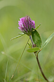 Close-up of a red clover (Trifolium pratense) blossom in a meadow in spring.
