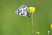 Close-up of a Marbled White (Melanargia galathea) in early summer.