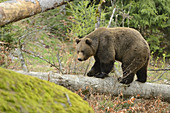 Close-up of a European brown bear (Ursus arctos arctos) in a forest in spring.