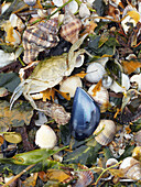 Winkles, seashells and crab (Carcinus aestuarii) at Alfacs Bay. Ebro River Delta Natural Park, Tarragona province, Catalonia, Spain.