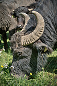 Alb buffalo on a meadow, Hohenstein, Reutlingen, Swabian Alb, Baden-Wuerttemberg, Germany