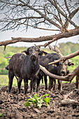Alb buffalo in mud, Hohenstein, Reutlingen, Swabian Alb, Baden-Wuerttemberg, Germany