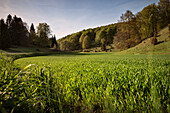 Field near Hohenstein, Reutlingen, Swabian Alb, Baden-Wuerttemberg, Germany