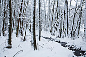 Verschneite Winterlandschaft im Kellerwald bei Dülfershof, Löhlbach, nahe Bad Wildungen, Nordhessen, Hessen, Deutschland, Europa