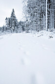 Schneebedeckte Fußspuren in verschneiter Winterlandschaft im Kellerwald bei Dülfershof, Löhlbach, nahe Bad Wildungen, Nordhessen, Hessen, Deutschland, Europa