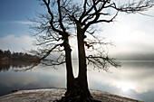 Der sogenannte Taucherbaum am Ufer des Edersee im Nationalpark Kellerwald-Edersee, Nordhessen, Hessen, Deutschland, Europa