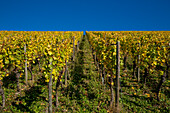 Vines in Marsberg vineyard in autumn, Randersacker, near Würzburg, Franconia, Bavaria, Germany