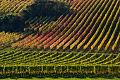 Maustal vineyard in autumn, near Sulzfeld am Main, near Kitzingen, Franconia, Bavaria, Germany