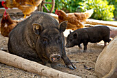 Nabelschwein Mutter inmitten des friedlichen Zusammenlebens von Schweinen und Hühnern auf einem Bio Bauernhof, Edertal Gellershausen, Nordhessen, Hessen, Deutschland, Europa