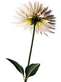 Weiße Dahlie, Blüte, Blume