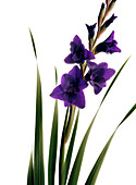 Gladiolus with purple flowers, Iris, Flower