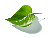 Green leaf on a white background, Nature