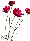 Garden cosmos, Asters, Blossom, Flowers