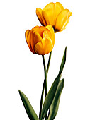 Yellow tulips in blossom, Flower