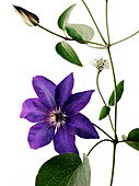 Clematis with purple blossom, Flower, Botanic