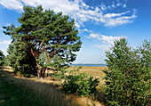 Naturschutzgebiet Gülper See bei Prietzen, Land Brandenburg, Deutschland