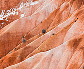 Detail vom Bryce Canyon National Park, Utah, USA