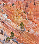 Kiefern im Bryce Canyon National Park, Utah, USA