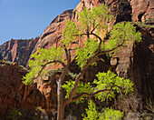 Cottonwood, Zion National Park, Utah, USA